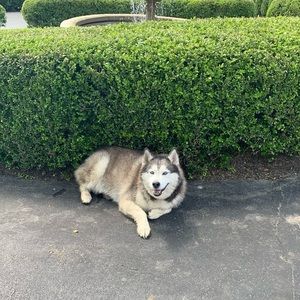 Meet your Posher, Brigid